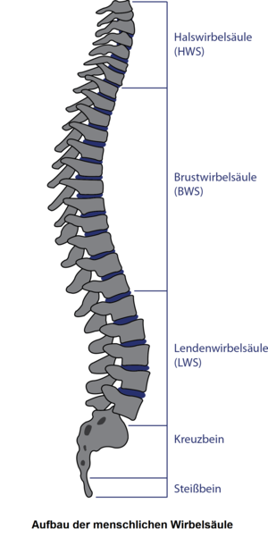 Wirbelsäule Aufbau