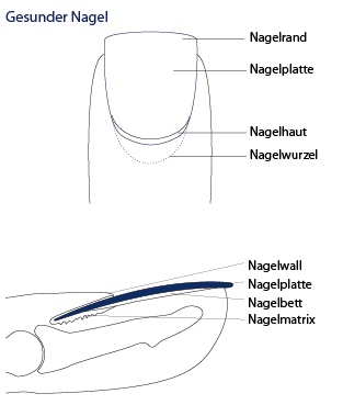 Fußnagel gesund